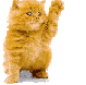 кот