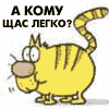 кот